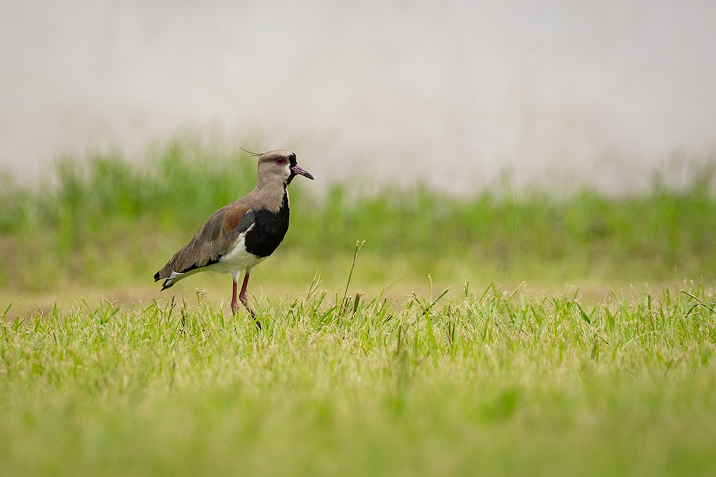 Southern Lapwing - ML617063738