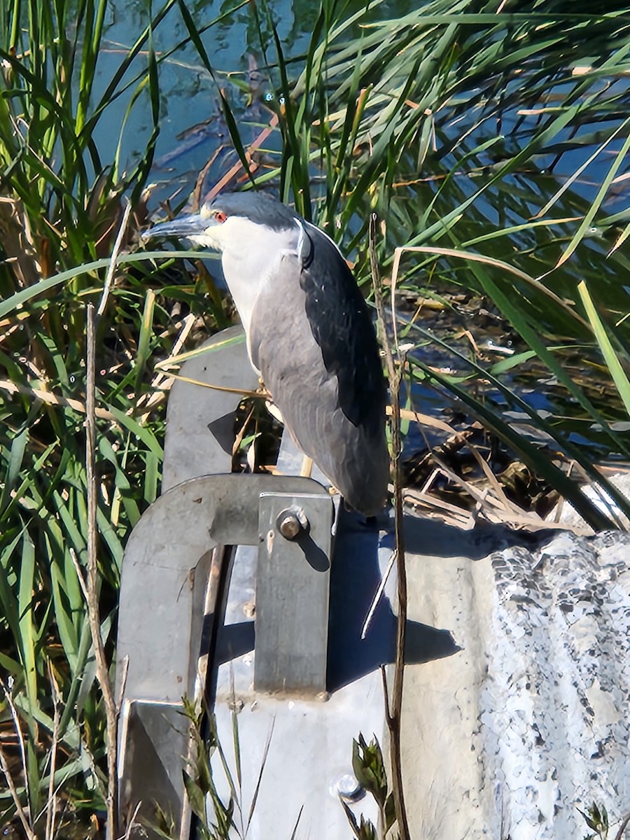 Black-crowned Night Heron - ML617063753