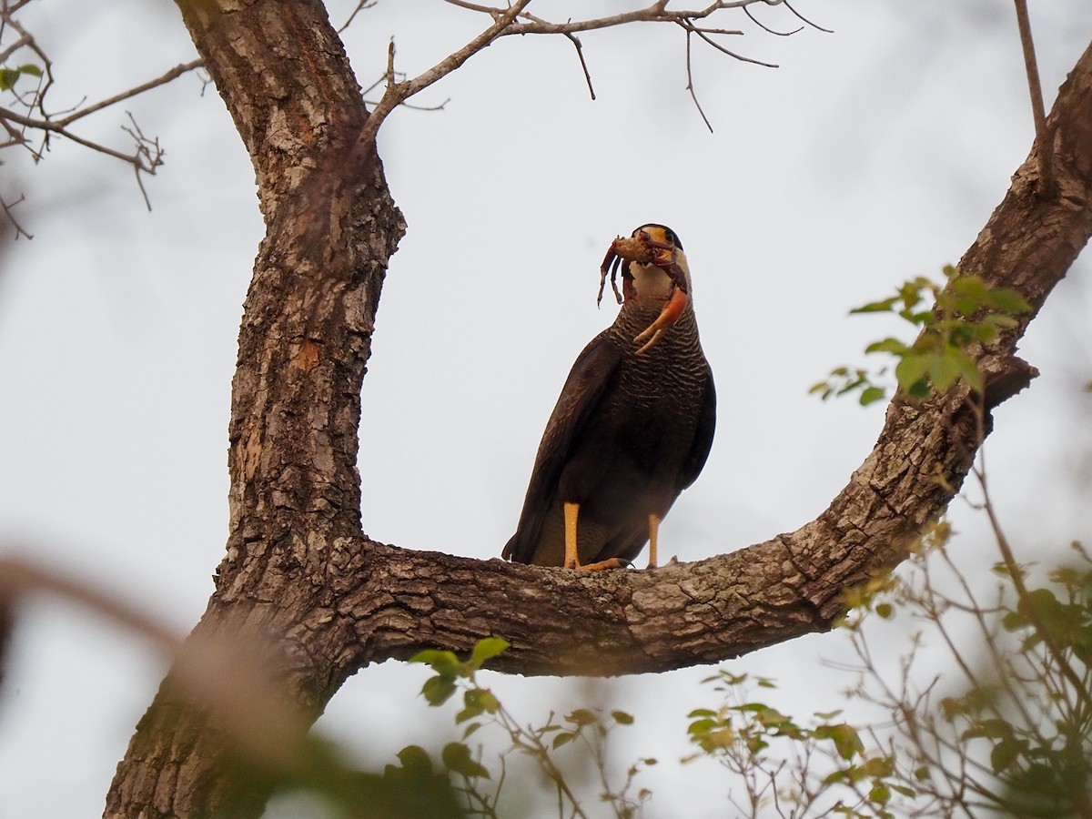 Crested Caracara - ML617063766