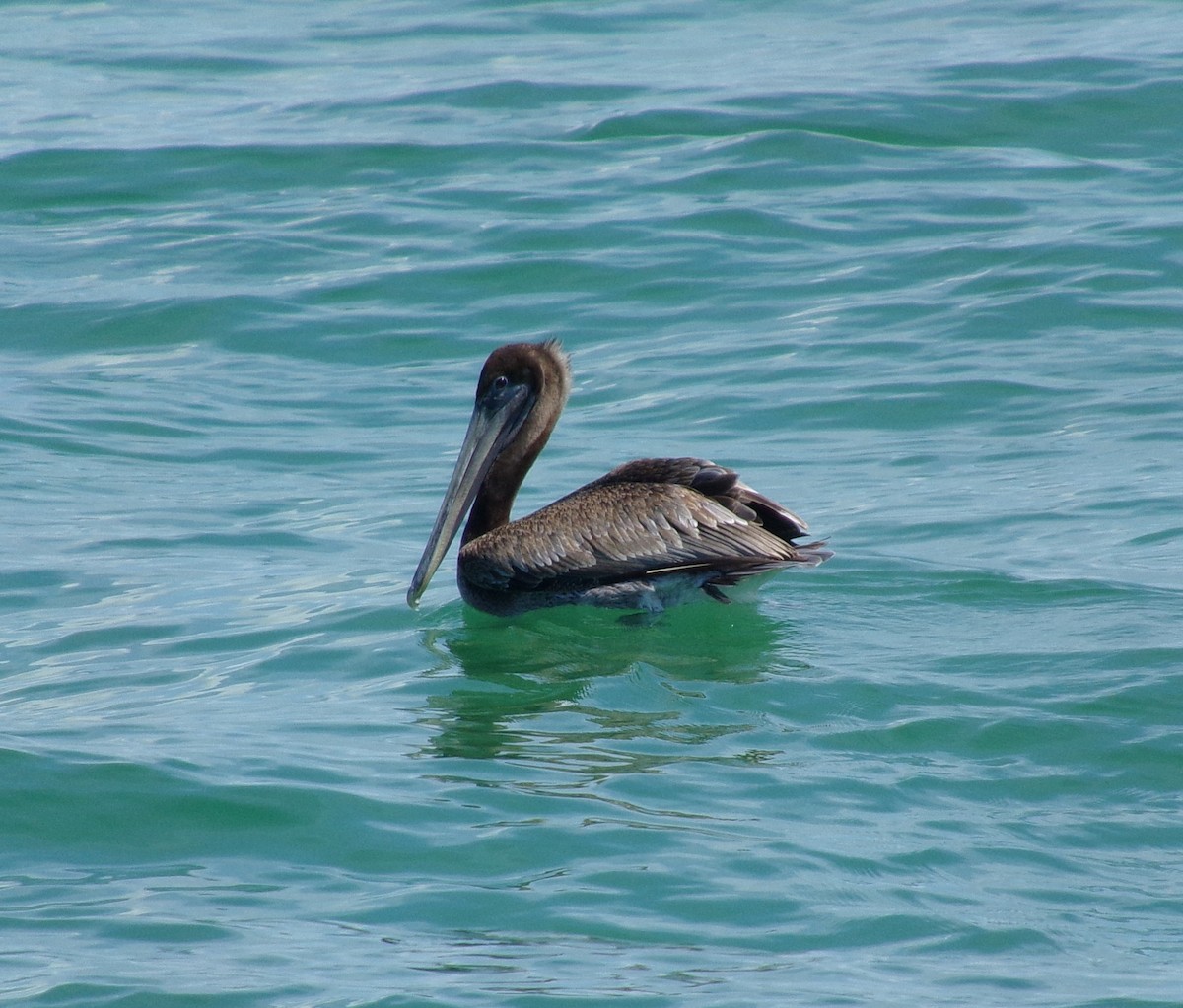 Brown Pelican - ML617063773