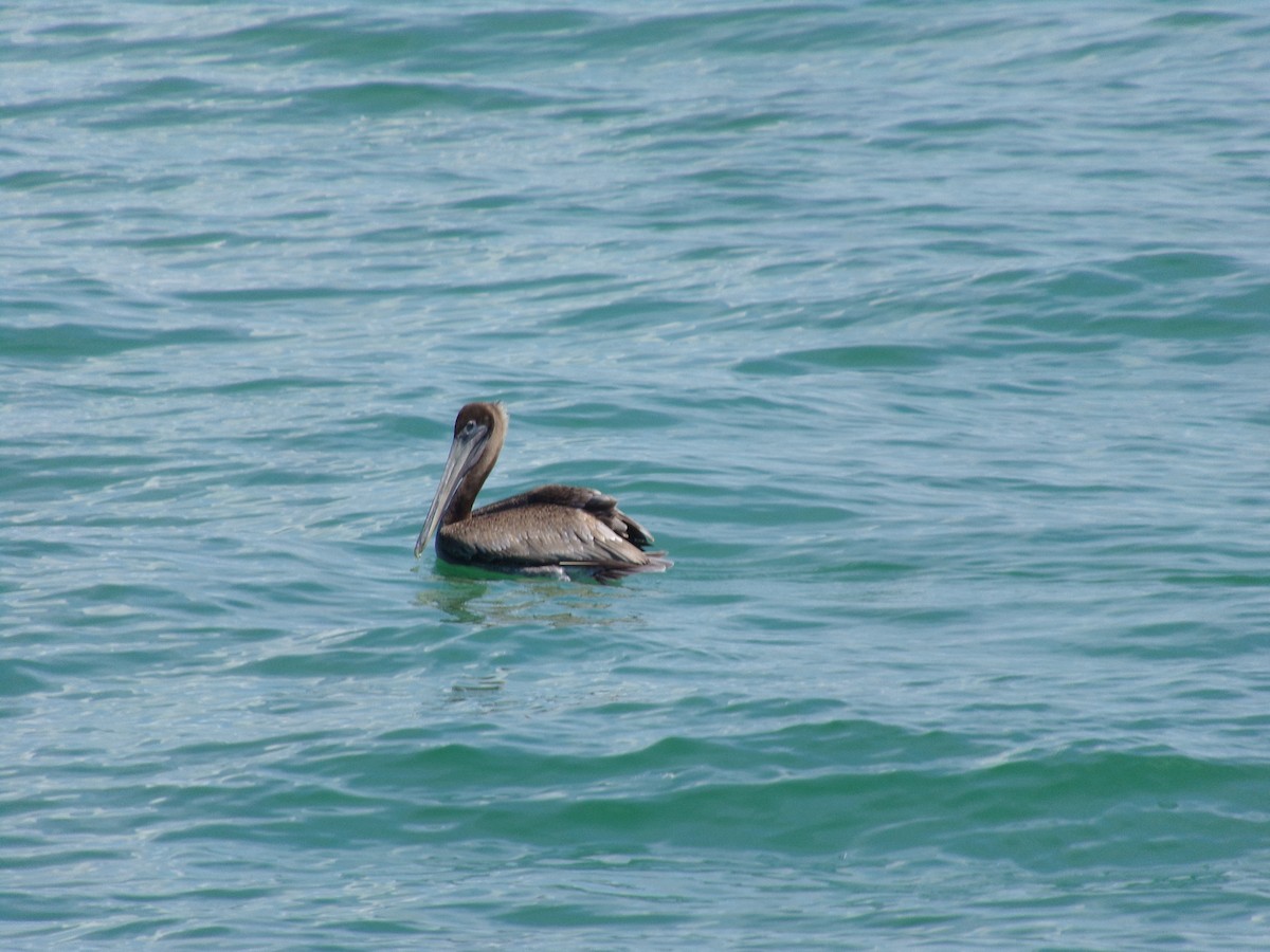 Brown Pelican - ML617063774