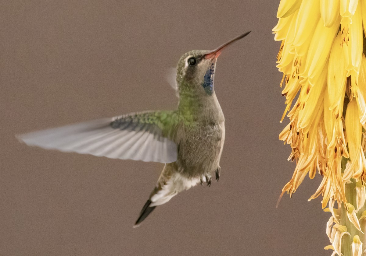 Broad-billed Hummingbird - ML617063797