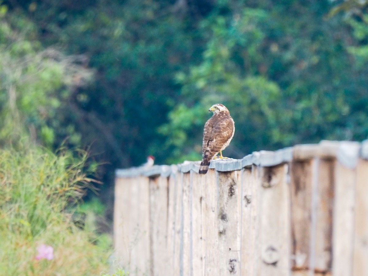 Roadside Hawk - ML617063807