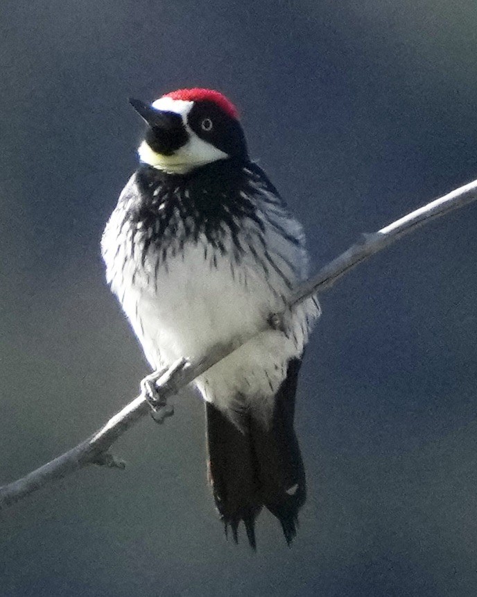 Acorn Woodpecker - Charlene Fan