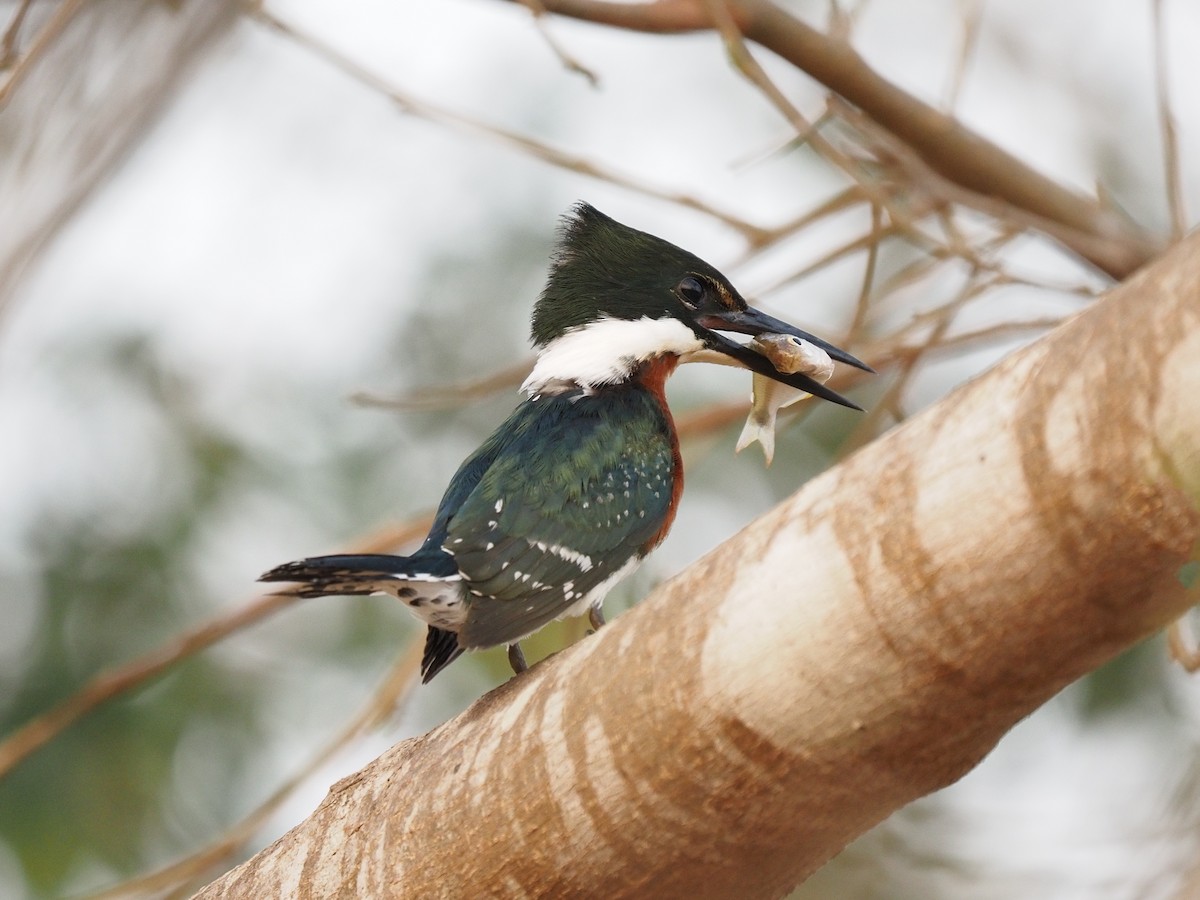 Green Kingfisher - Anonymous