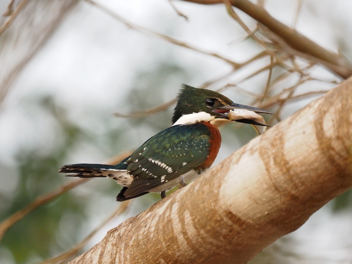 Green Kingfisher - ML617063835