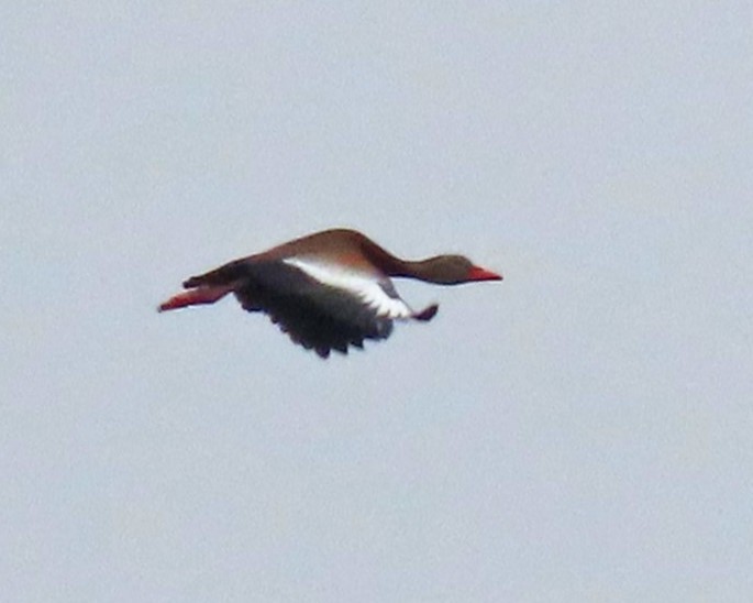 Black-bellied Whistling-Duck - Peter Goodwin