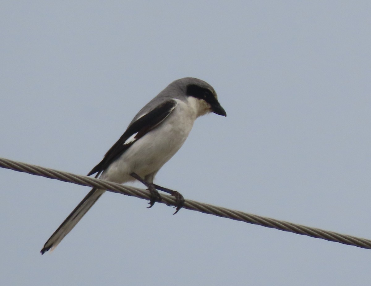 Loggerhead Shrike - ML617063951