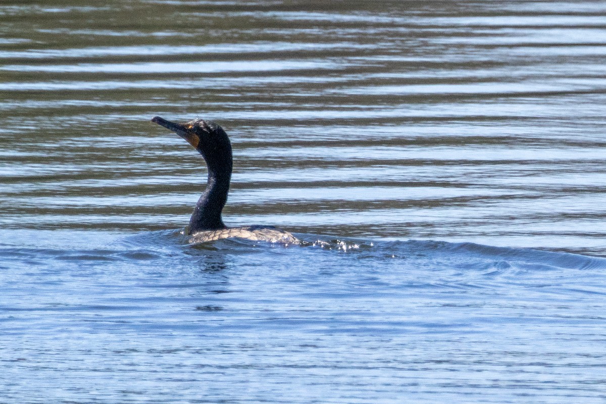 Double-crested Cormorant - ML617063963