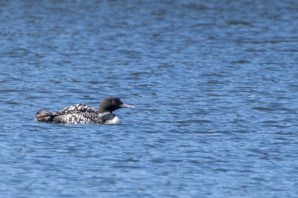 Common Loon - Catherine Sweeney