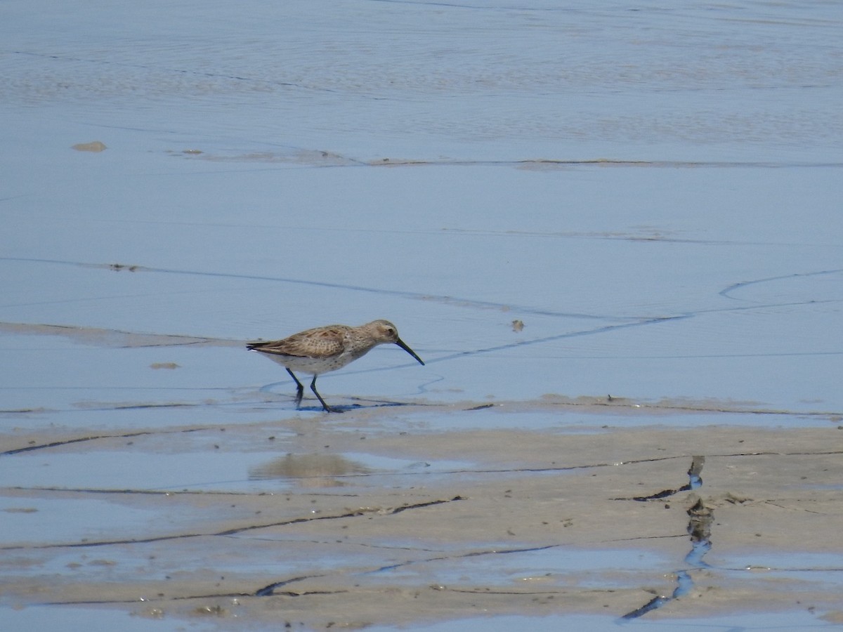 Dunlin - Lisa Benjamin