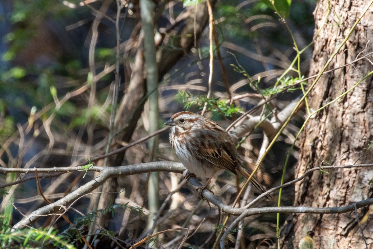 Song Sparrow - ML617064063