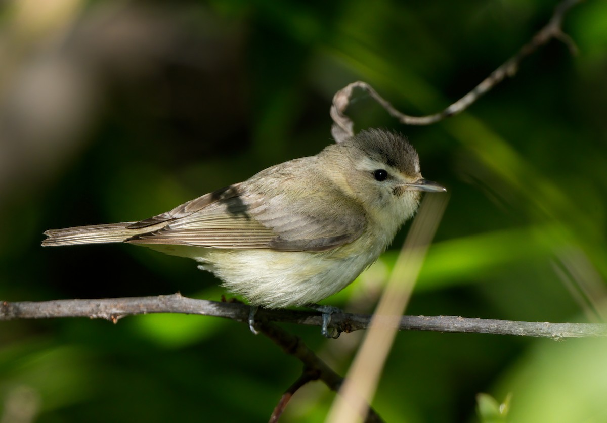 Warbling Vireo - ML617064103