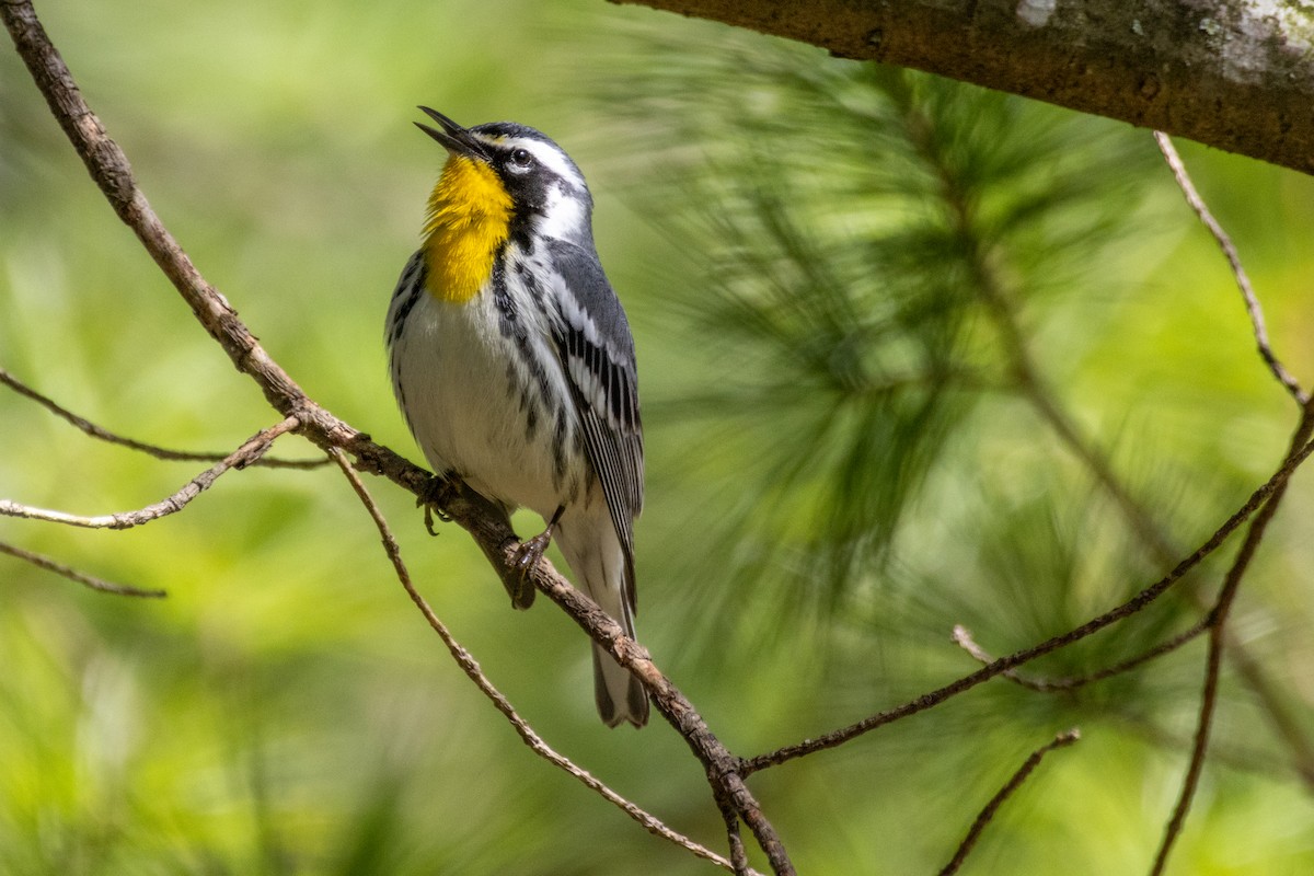 Yellow-throated Warbler - ML617064104