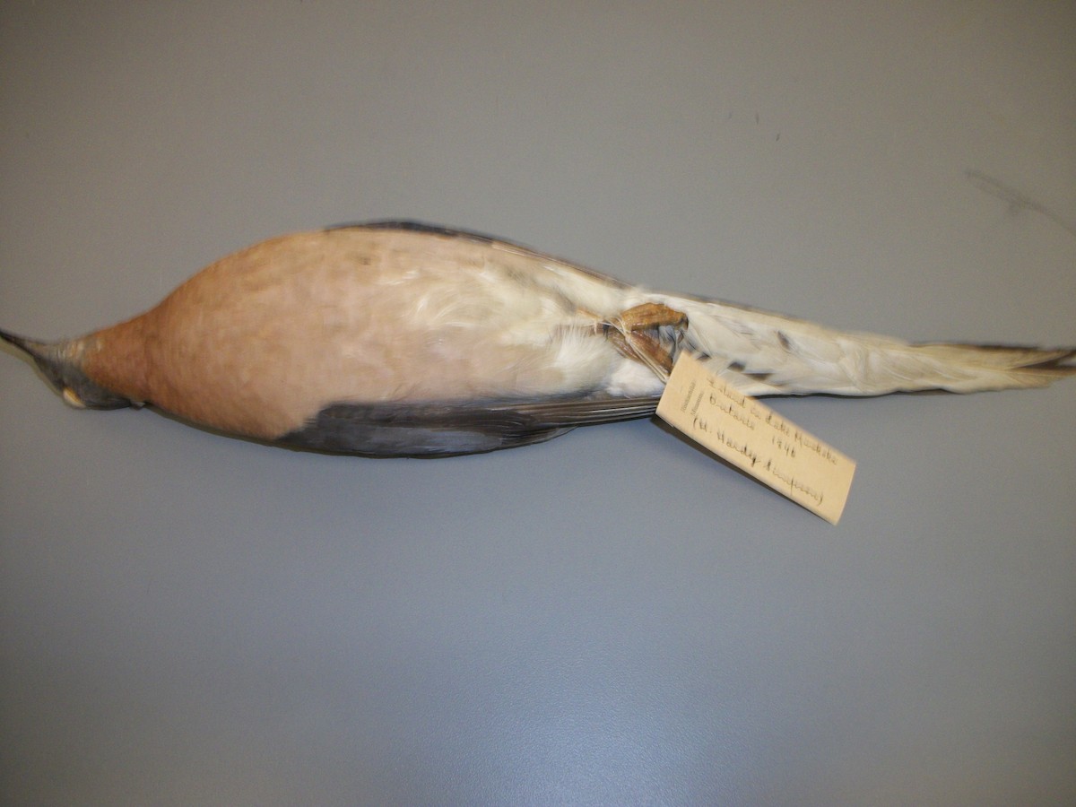 Passenger Pigeon - Muskoka Bird Records Data