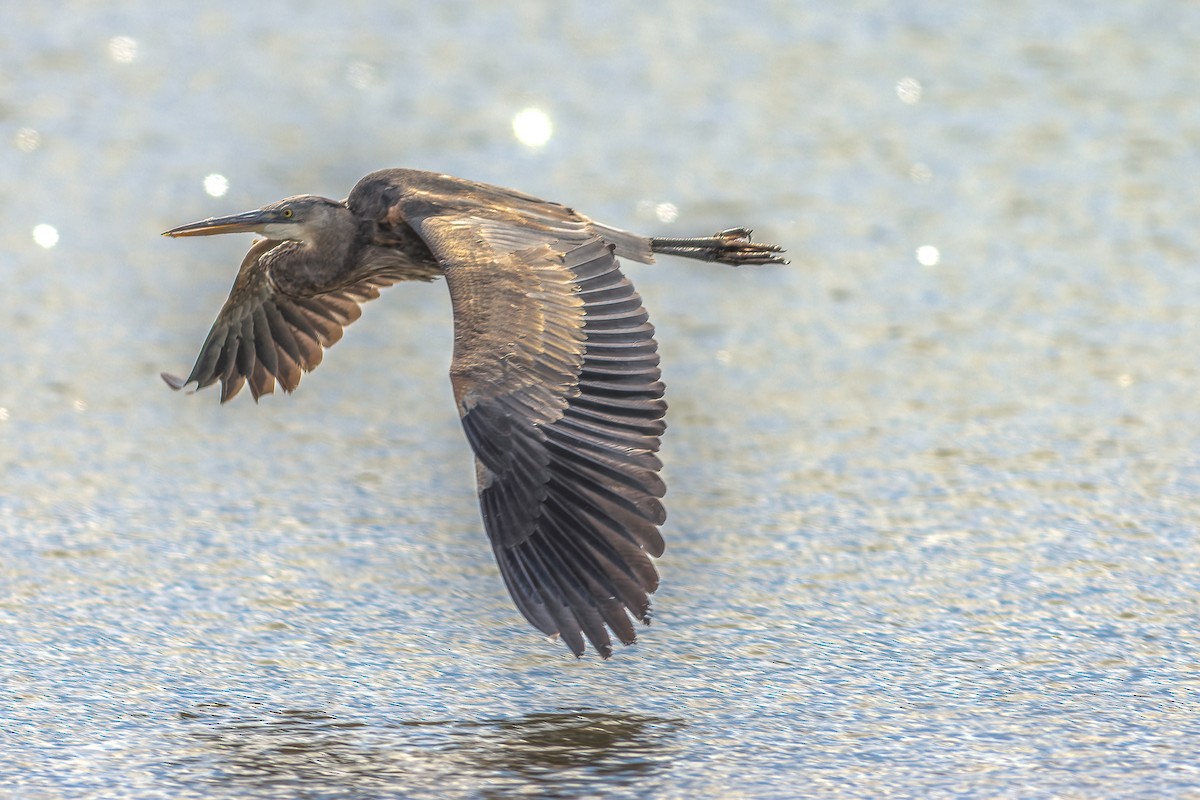 Great Blue Heron - ML617064157