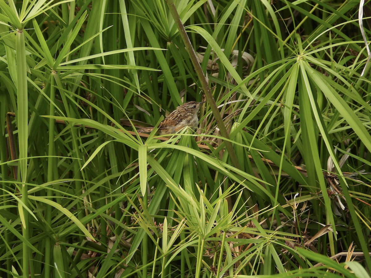 Grass Wren - Gabriela Guajardo