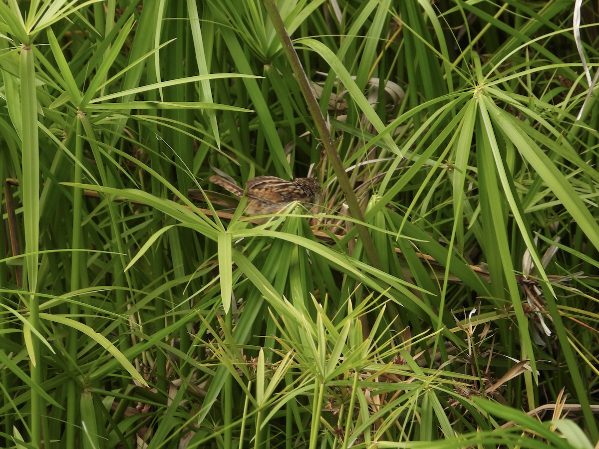 Grass Wren - Gabriela Guajardo