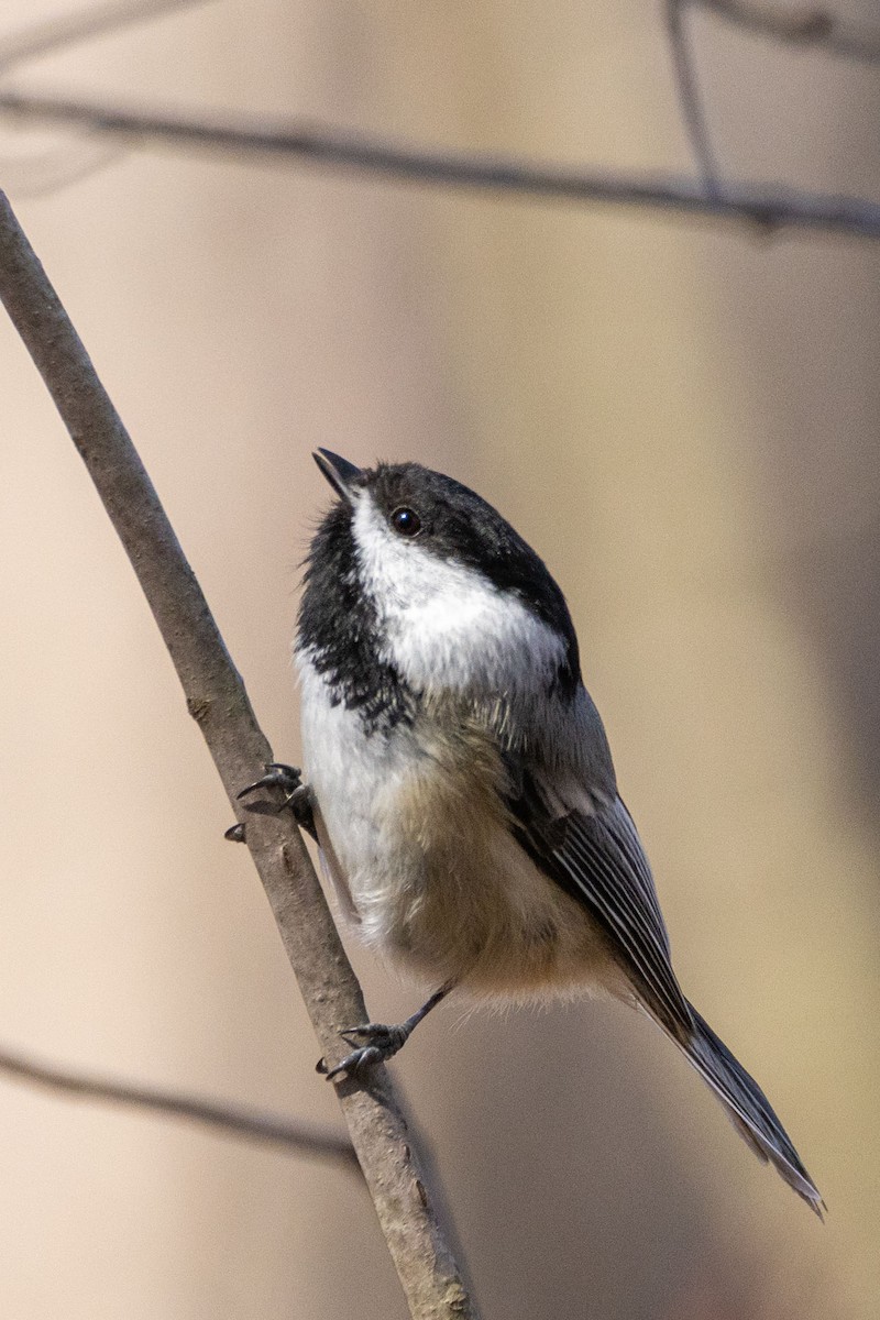 Black-capped Chickadee - Terrence Pryde
