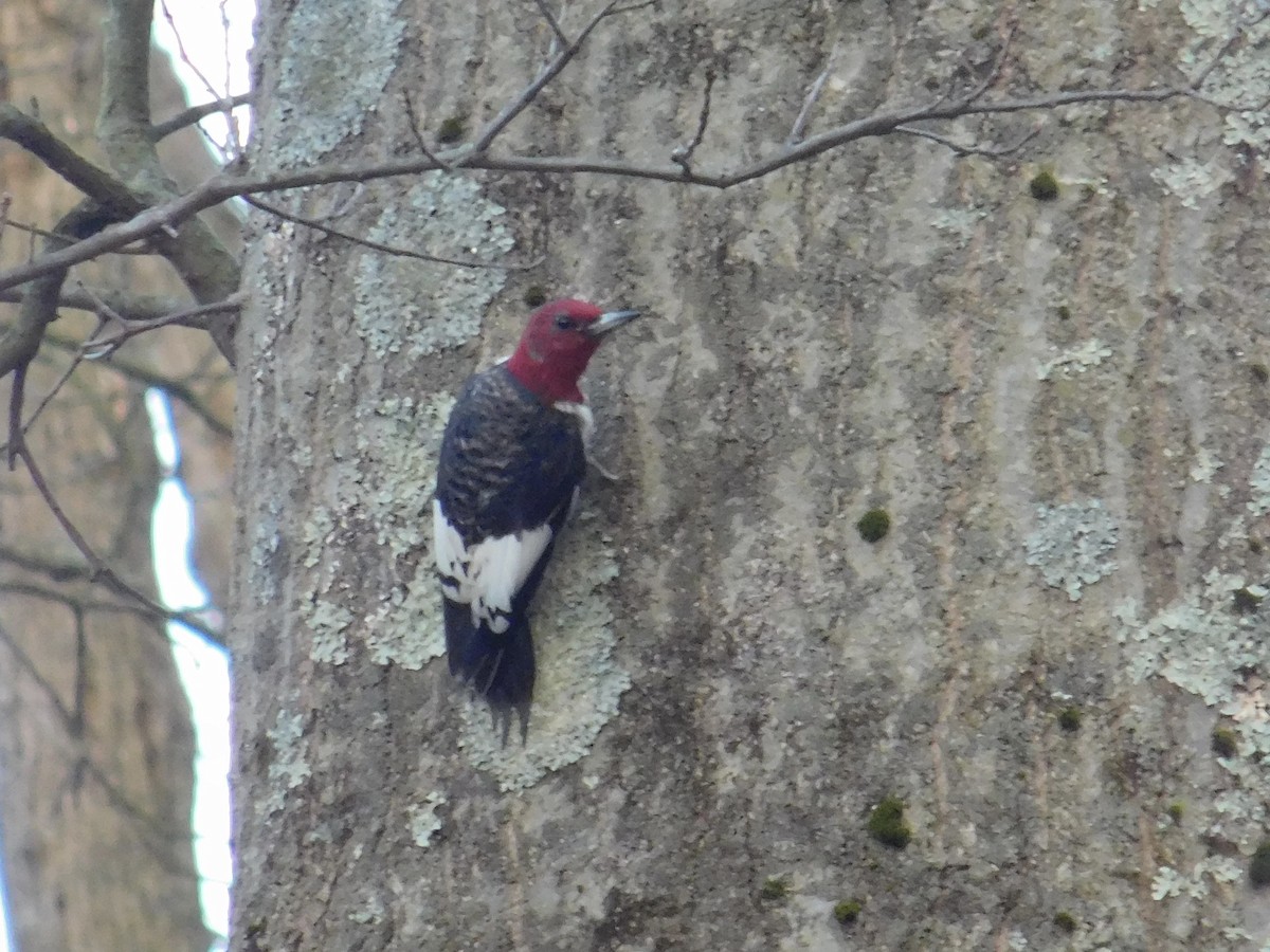 Red-headed Woodpecker - Jack Jerrild