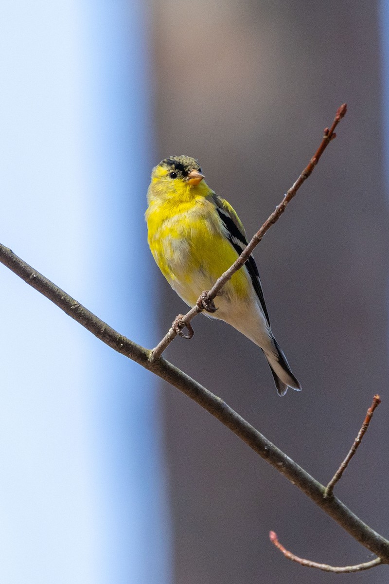 American Goldfinch - Terrence Pryde