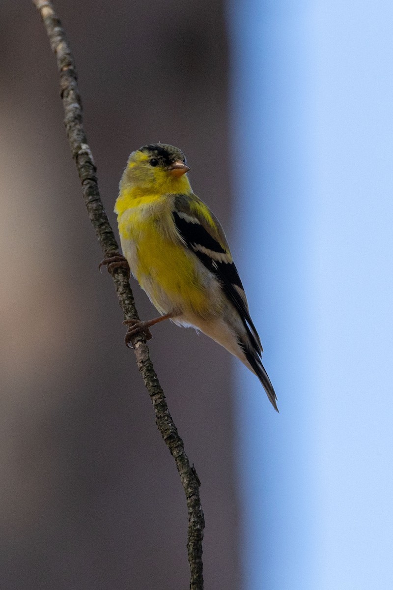 American Goldfinch - Terrence Pryde