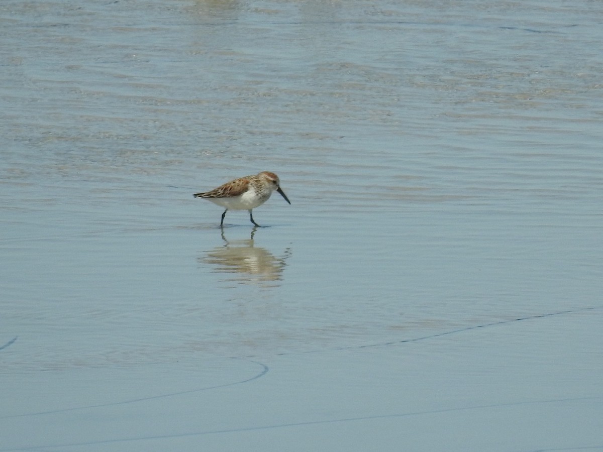 Western Sandpiper - Lisa Benjamin