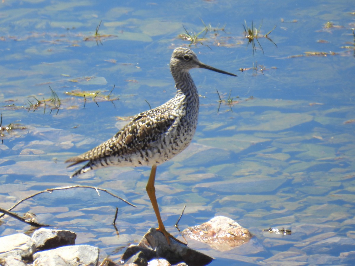 Greater Yellowlegs - ML617064297