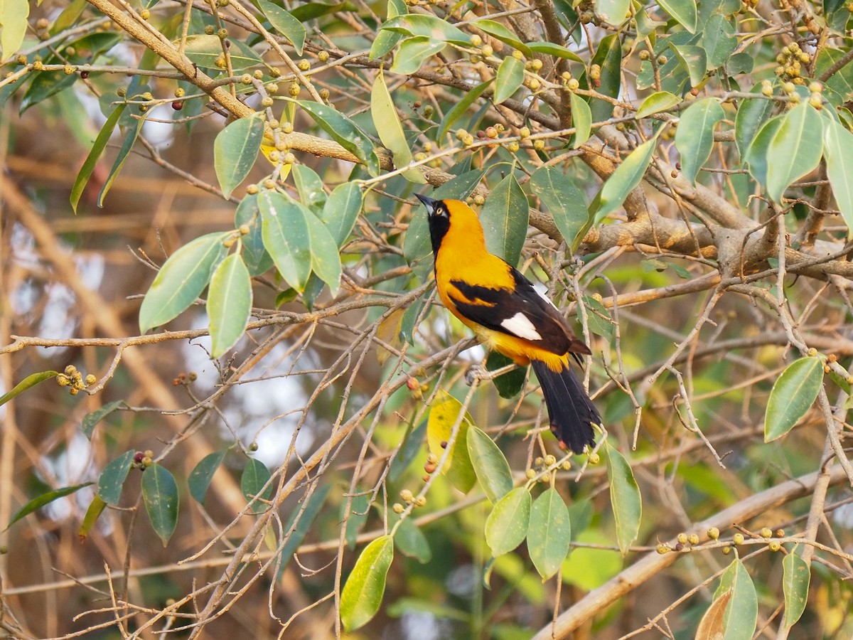 Orange-backed Troupial - ML617064303