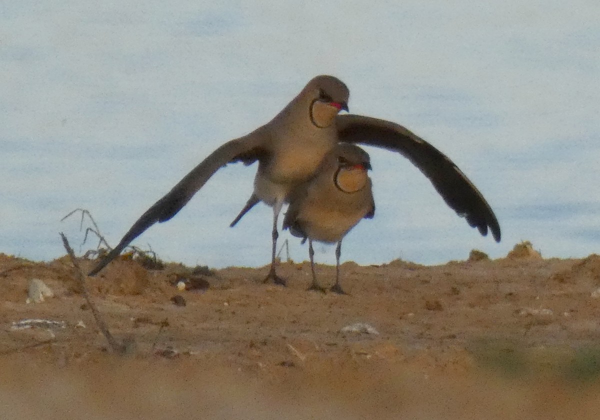 Collared Pratincole - ML617064310