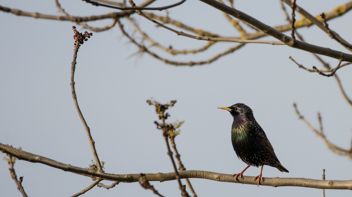 European Starling - ML617064329