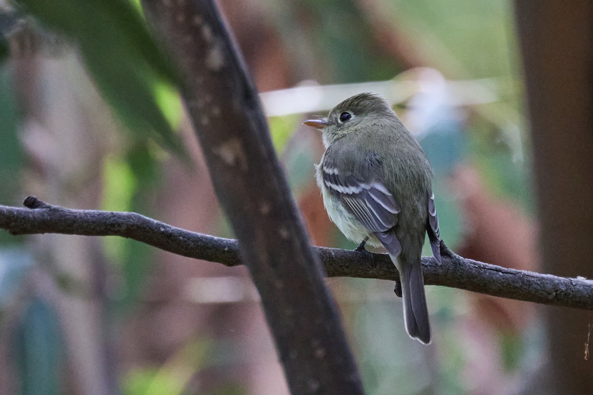 Western Flycatcher - ML617064333