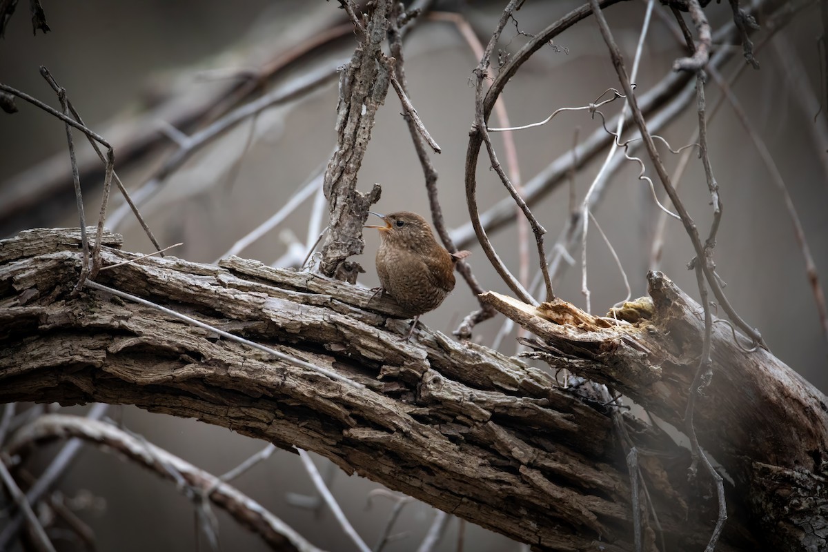 Winter Wren - ML617064341