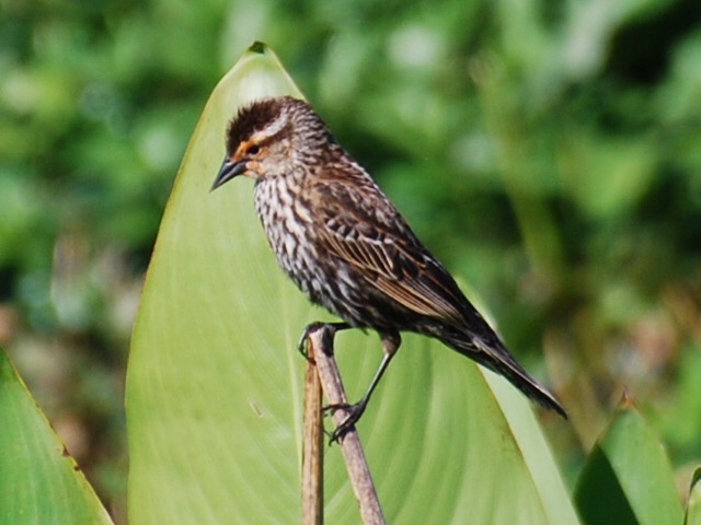 Red-winged Blackbird - ML617064363