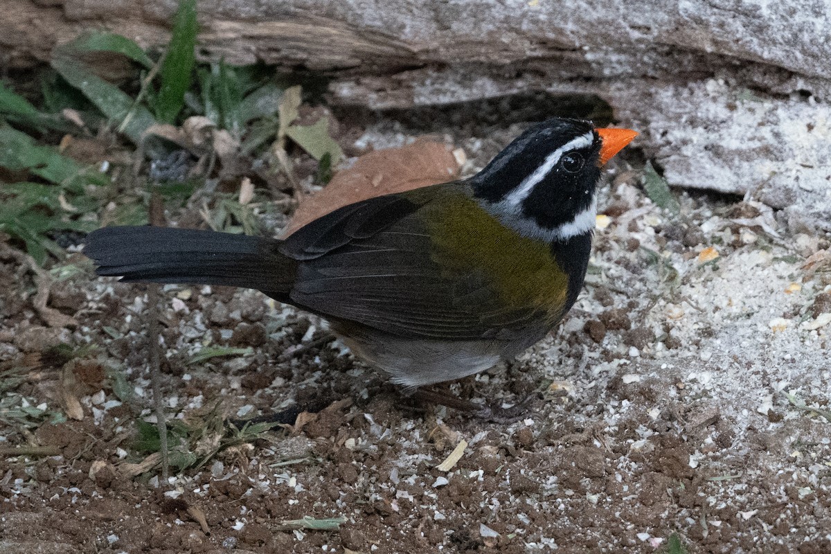 Orange-billed Sparrow - Cynthia  Case