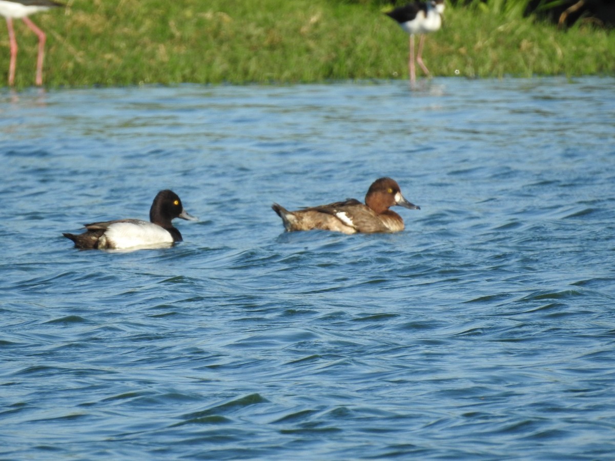 Lesser Scaup - ML617064419