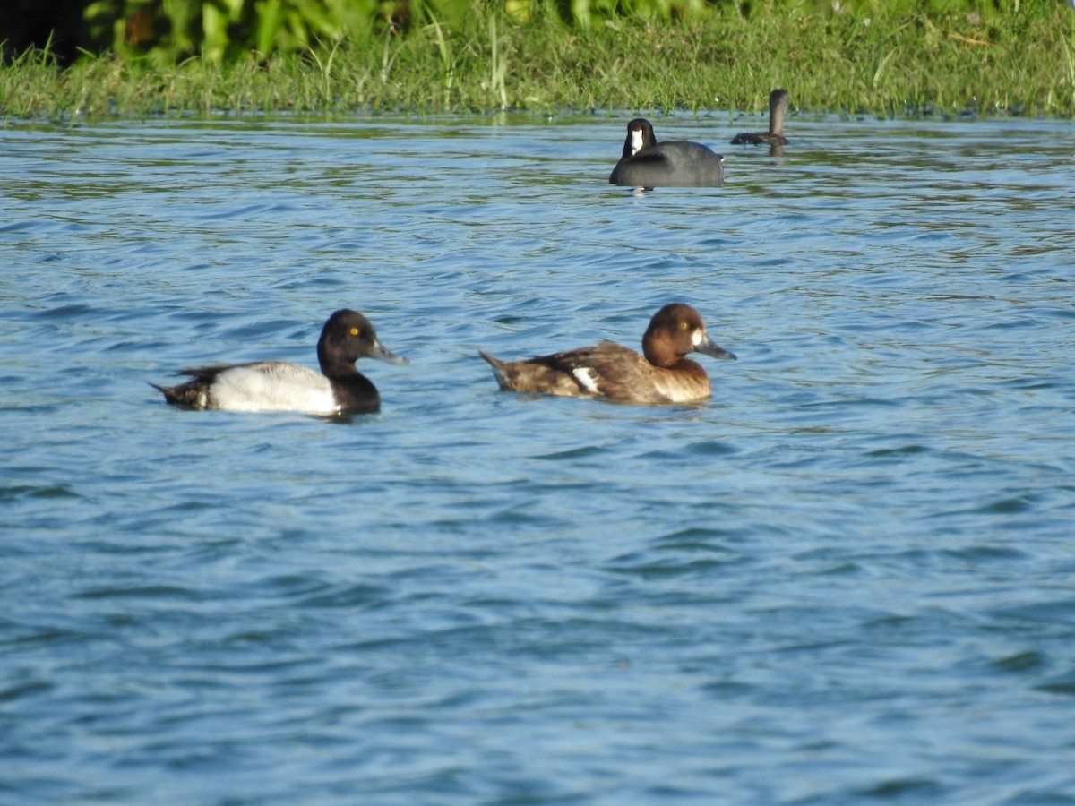 Lesser Scaup - ML617064420