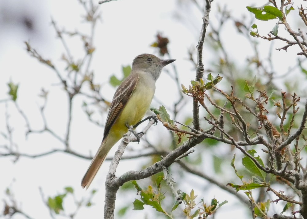 Great Crested Flycatcher - ML617064421