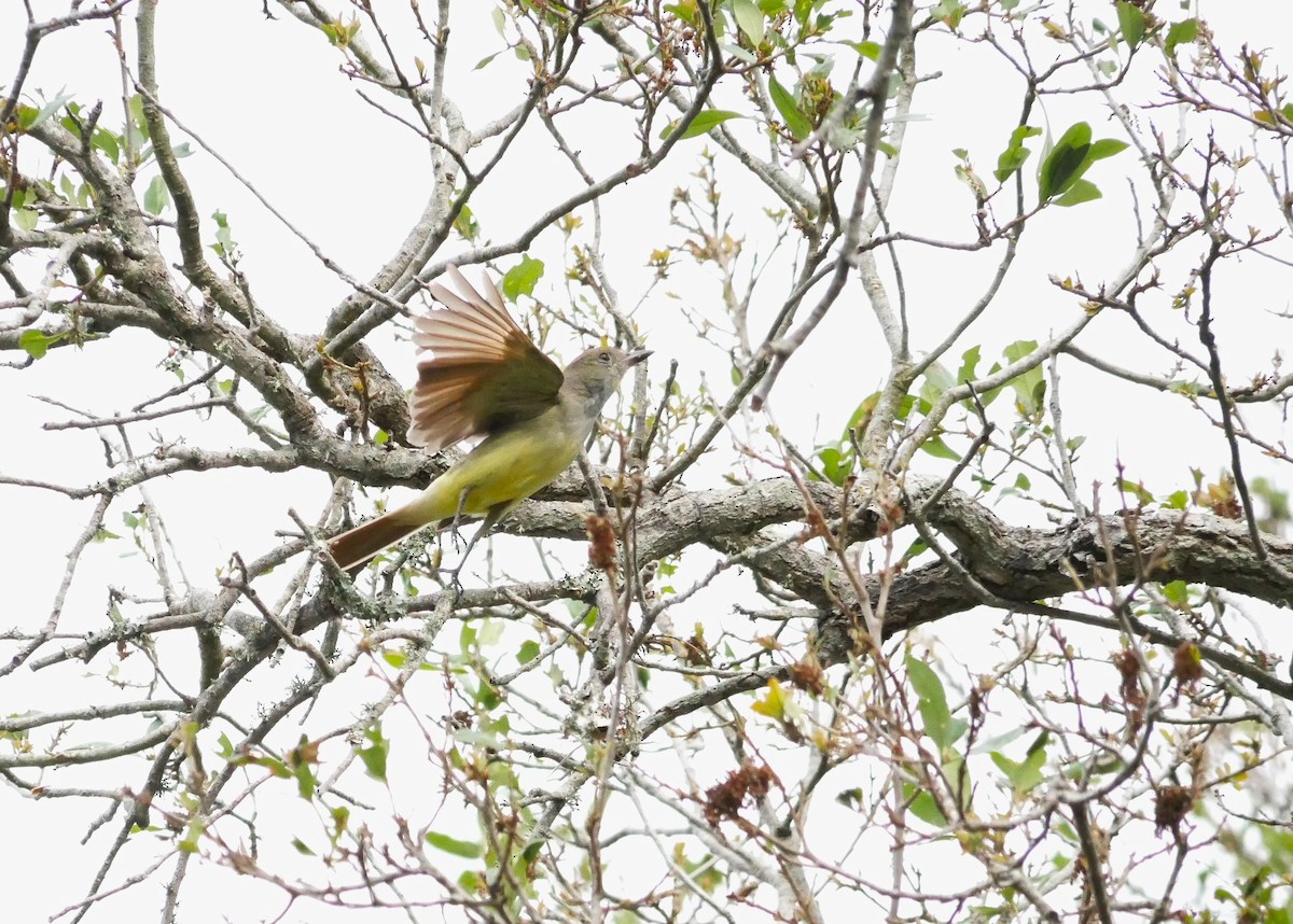 Great Crested Flycatcher - ML617064422