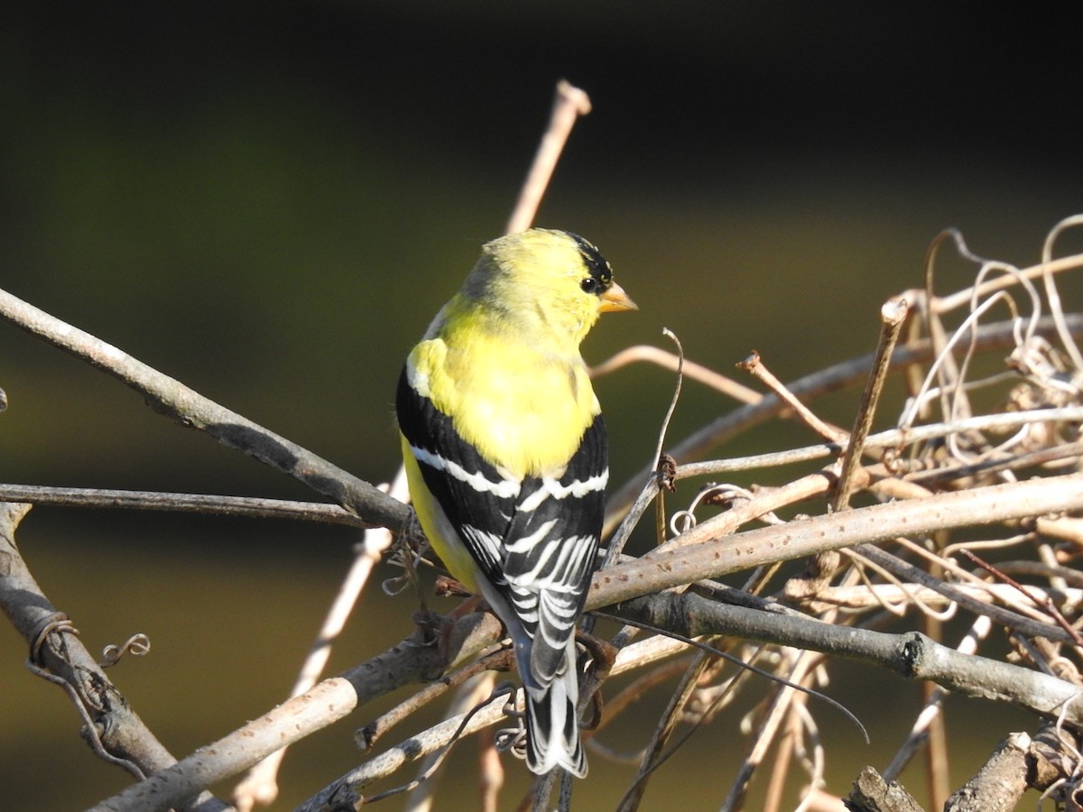 American Goldfinch - Nathan Parmeter