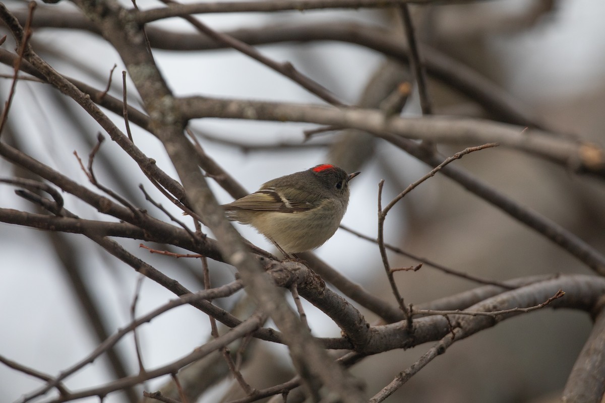 Ruby-crowned Kinglet - Caleb Nelson