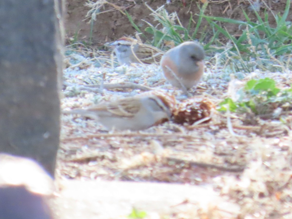 Chipping Sparrow - Edward Raynor