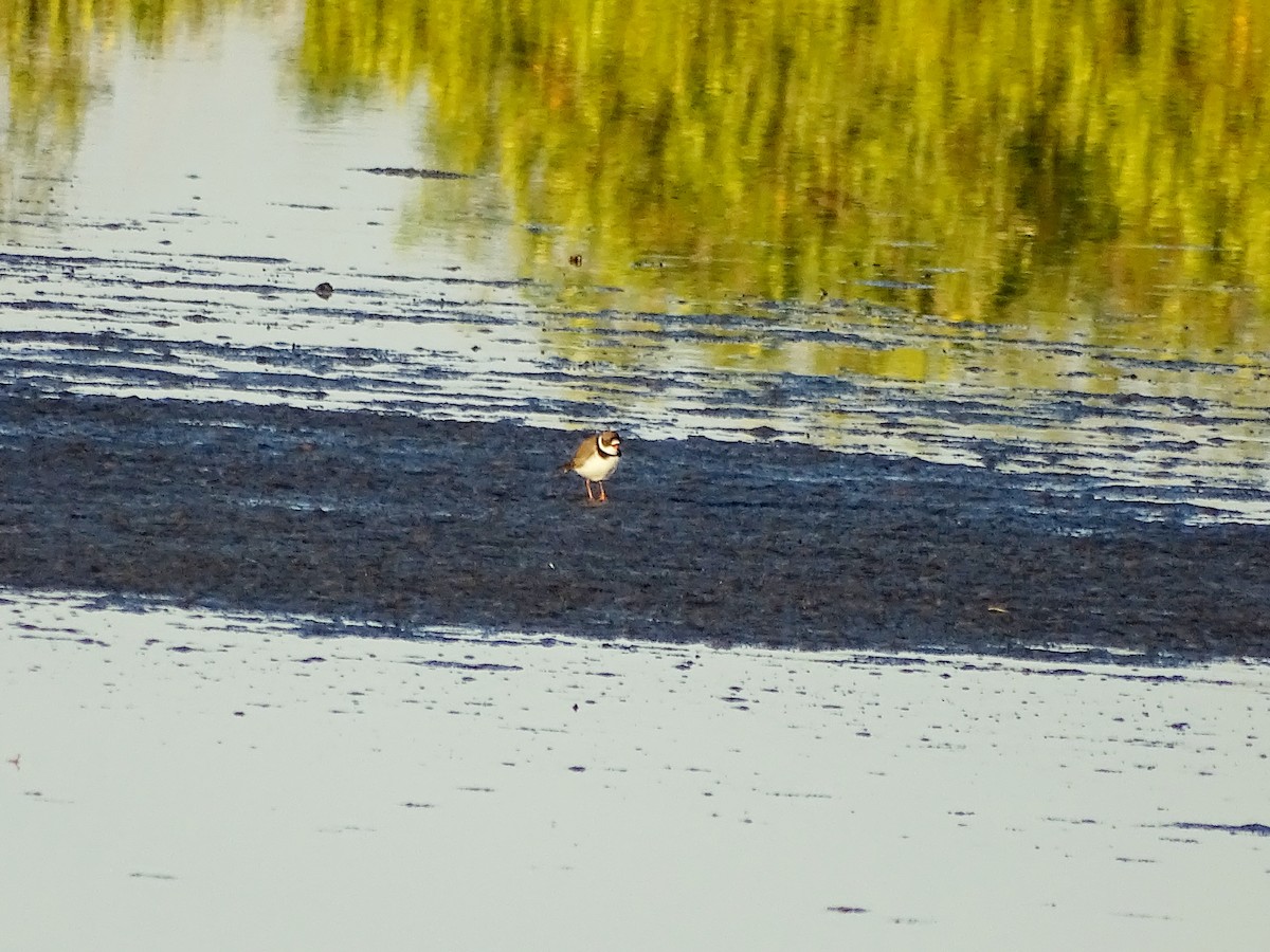 Semipalmated Plover - ML617064457