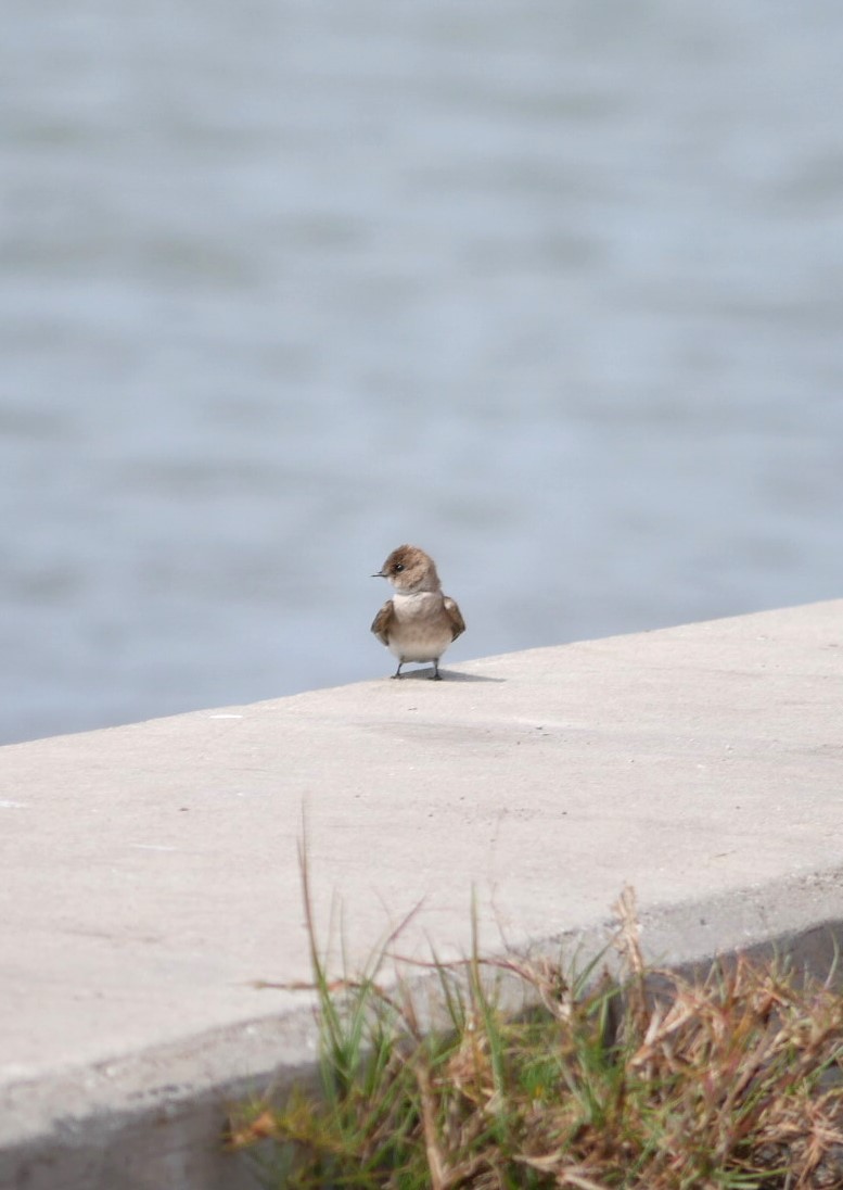 Northern Rough-winged Swallow - ML617064466