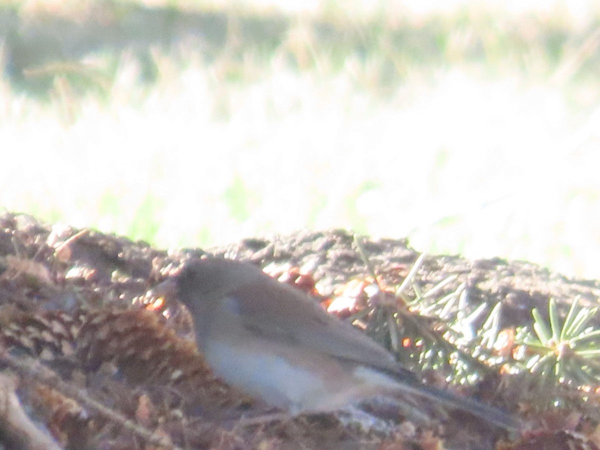 Dark-eyed Junco (Pink-sided) - Edward Raynor