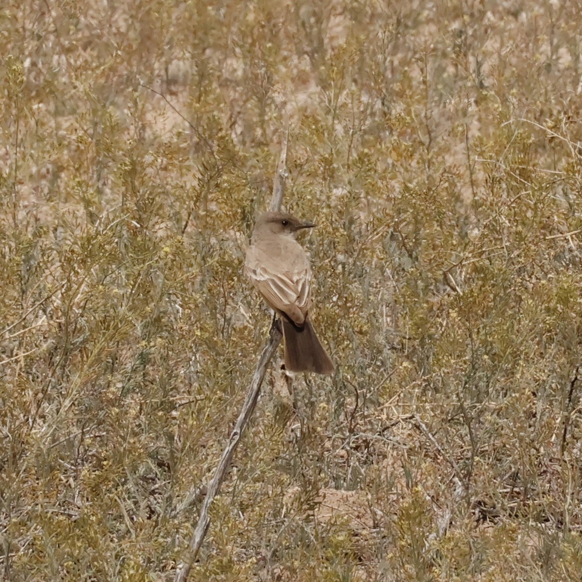 Say's Phoebe - ML617064533