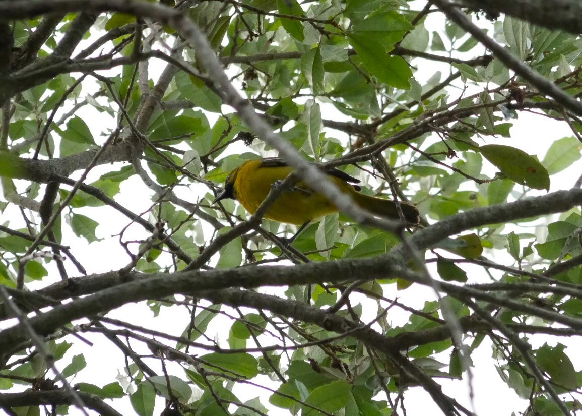 Orchard Oriole - ML617064542