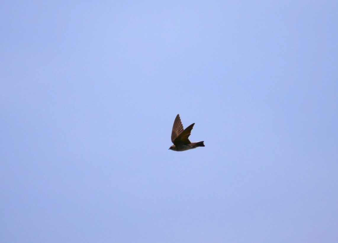 Northern Rough-winged Swallow - ML617064561