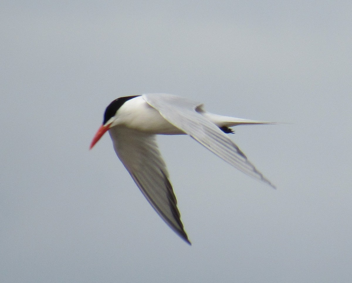 Royal Tern - ML617064585