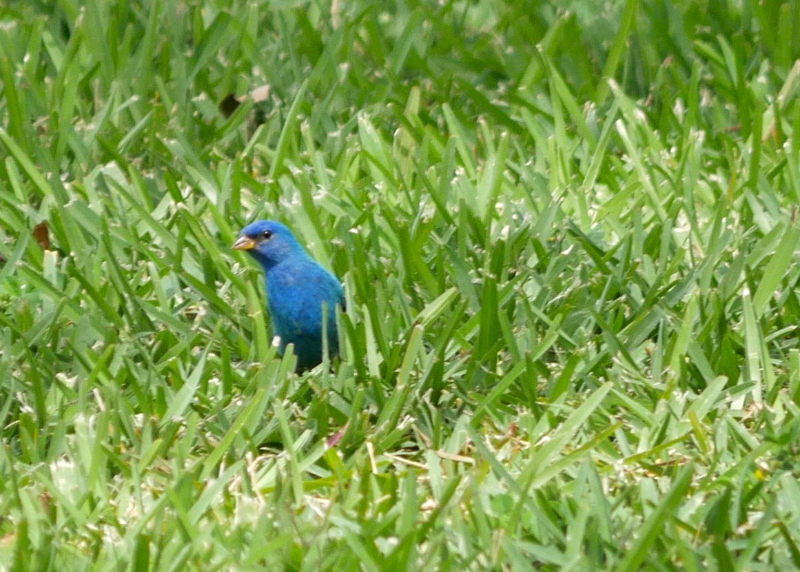 Indigo Bunting - ML617064599